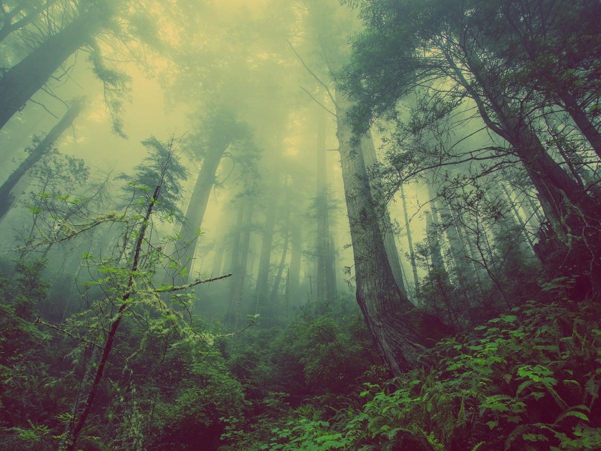 Forest