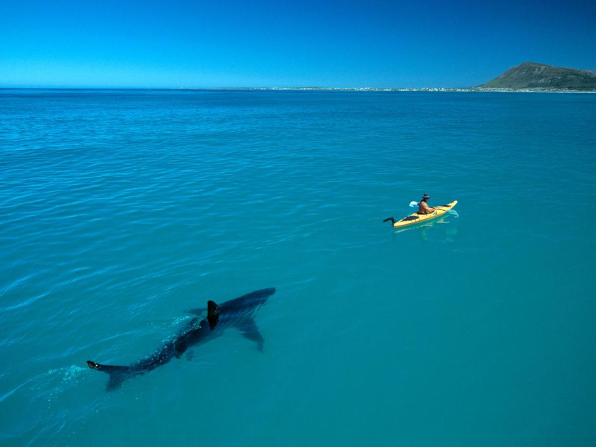 Shark